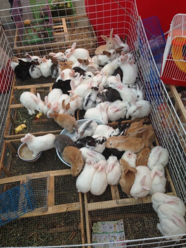 一堆兔子图片