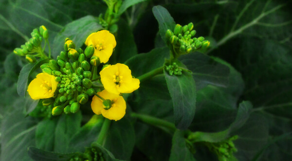 油菜花图片