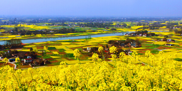 郫县风景