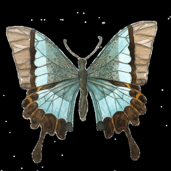 手绘一只蝴蝶标本透明素材png