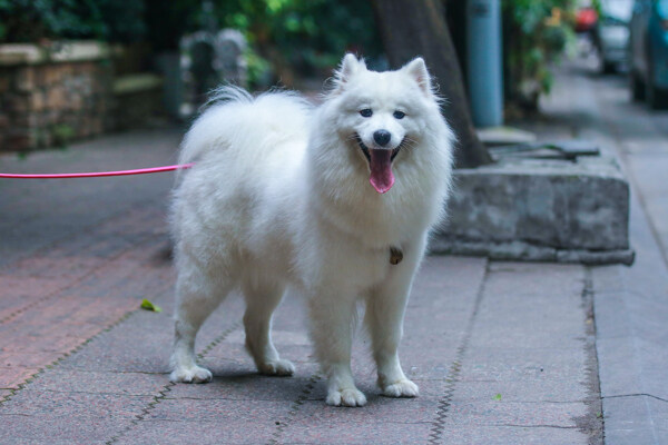 萨摩耶犬图片