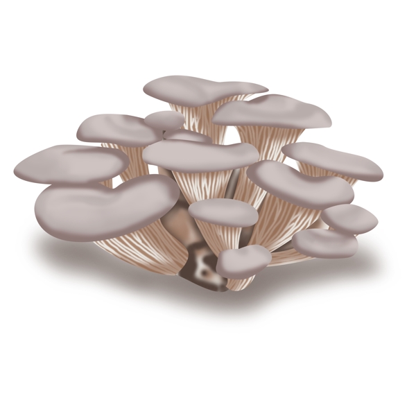 手绘平菇菌子蘑菇食用菌