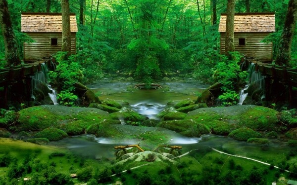 绿色森林图片