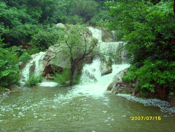 树植物水风景