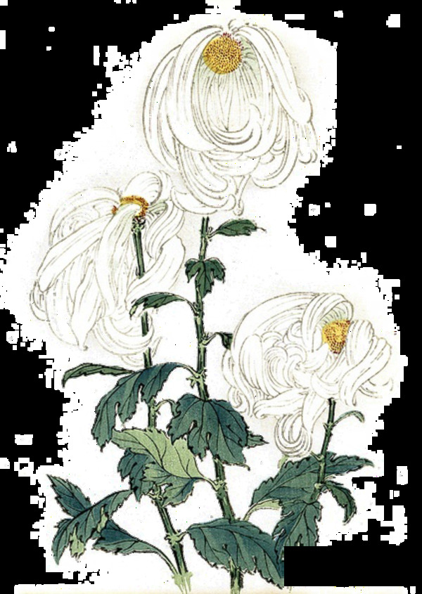 白色手绘菊花装饰元素