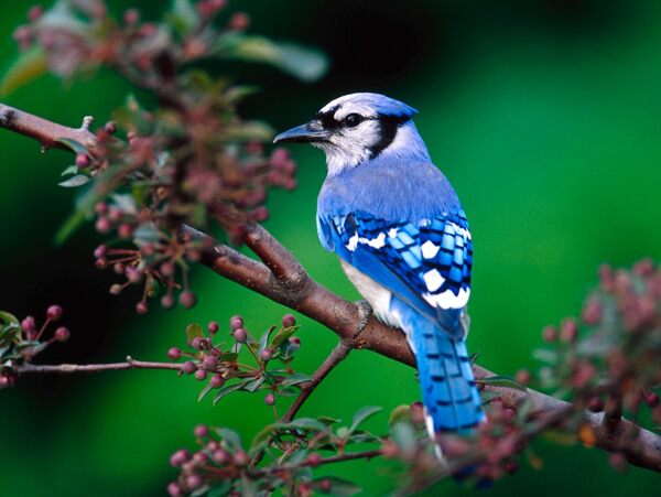 位图动物鸟类宝石蓝色棕色免费素材