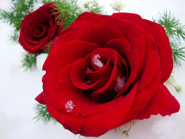 雪中玫瑰图片