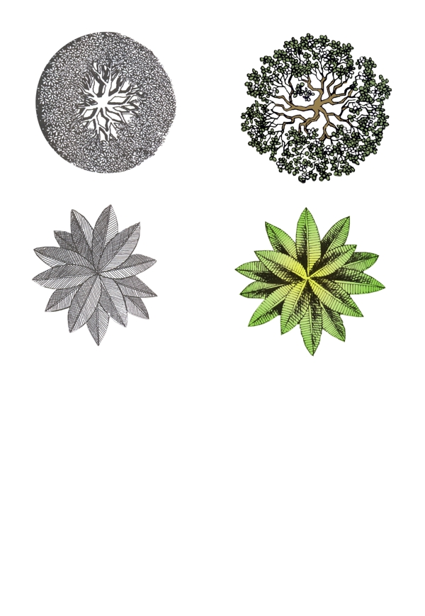 植物平面图素材乔木15