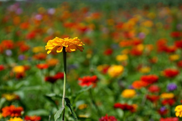 孤独的鲜花