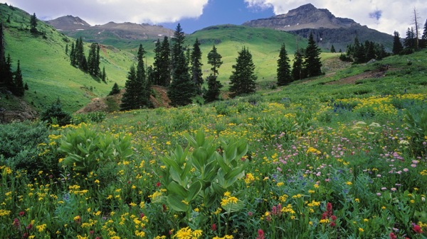 高原鲜花植物风景图片