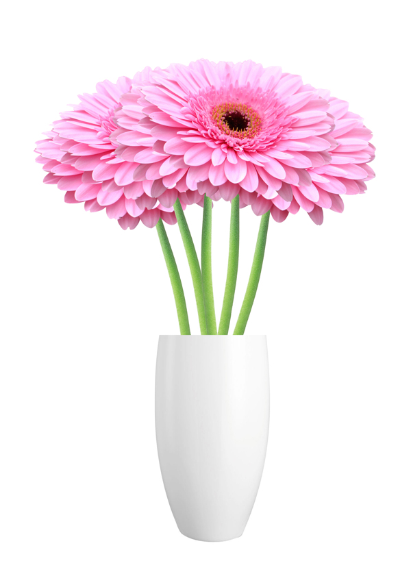 粉色菊花花瓶图片