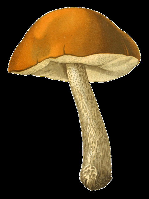 一株野生蘑菇透明装饰素材