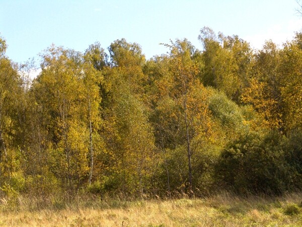 秋天美丽树林风景