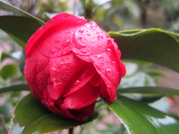 雨中茶花图片