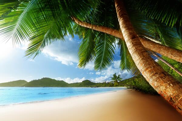椰子树海滩图片