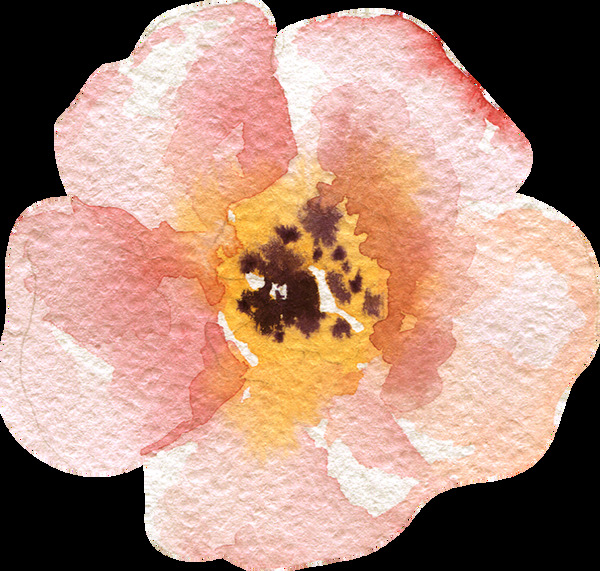 粉色暖色系花卉透明素材