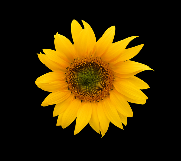 位图植物花朵向日葵写实花卉免费素材