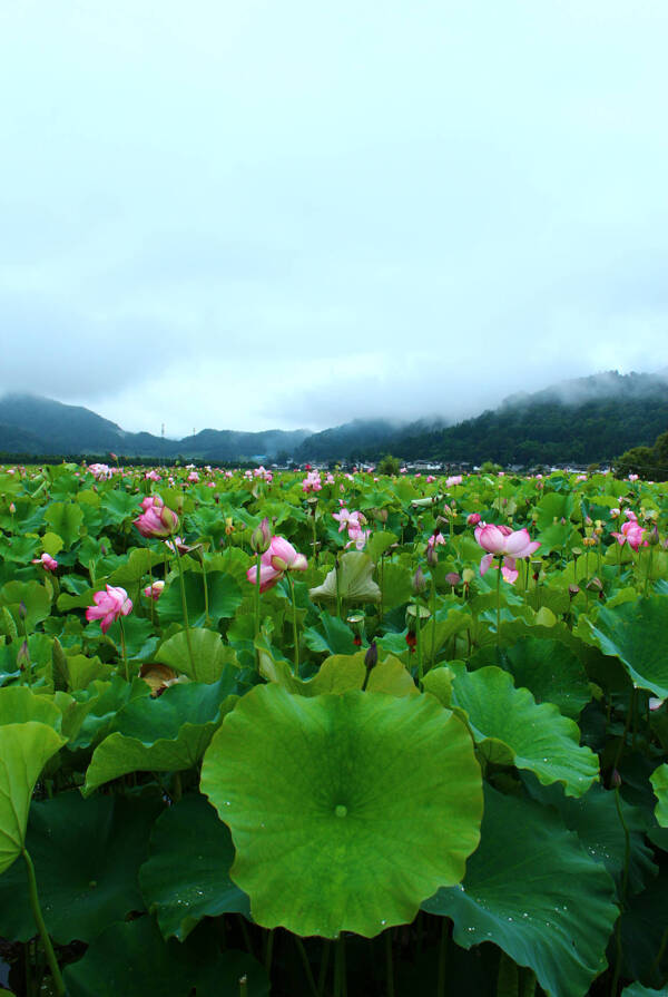 荷花池图片