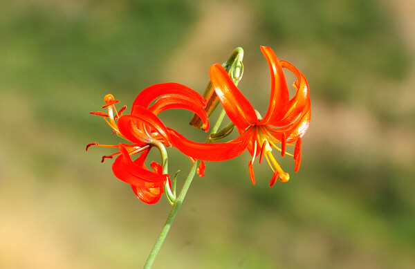 山丹花山丹丹百合花百合园