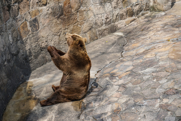 动物园等待喂食的大熊