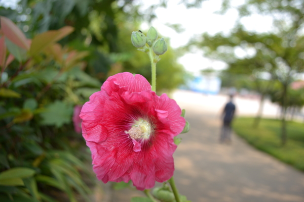 蜀葵图片