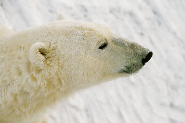 北极熊特写摄影高清图片