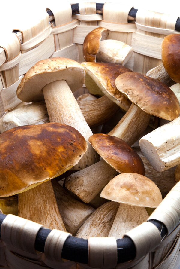 篮筐里的蘑菇图片
