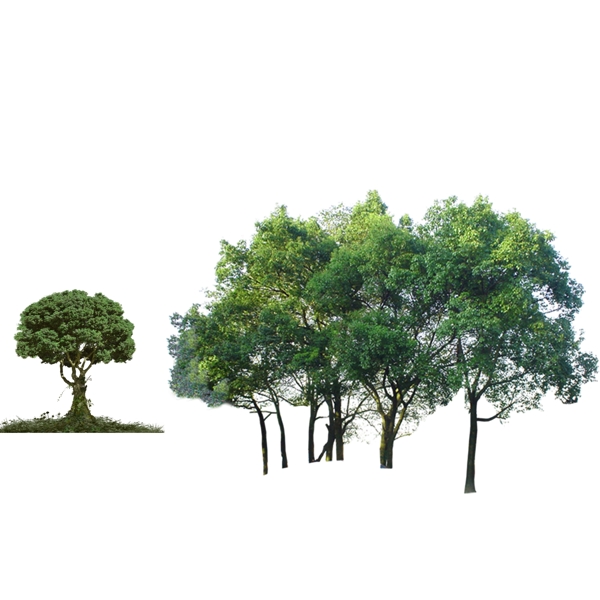 树右面几棵树是一个层图片