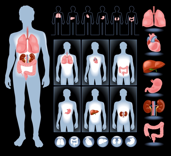 内脏人体器官图片