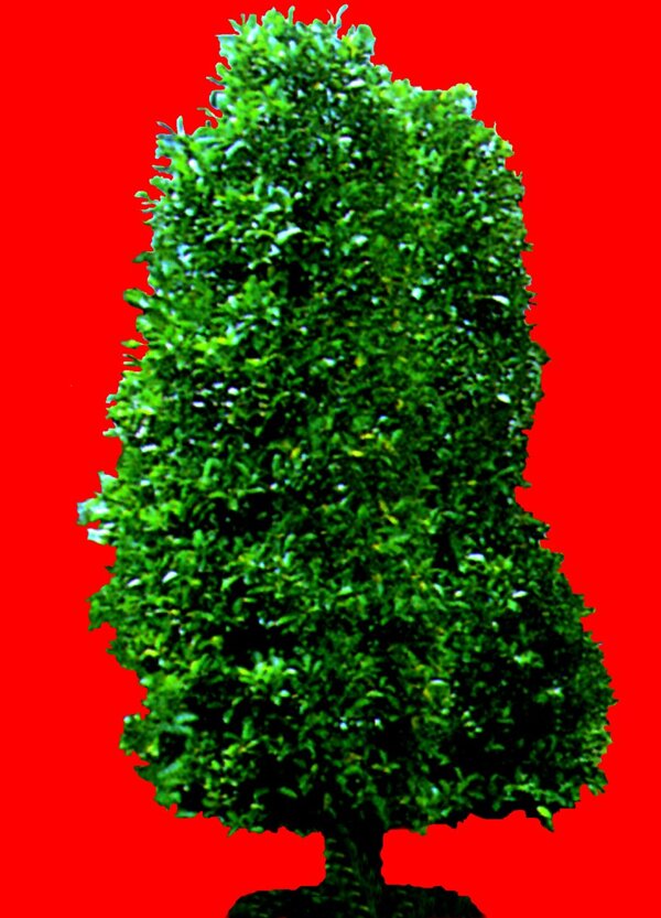 灌木植物贴图素材建筑装饰JPG1973