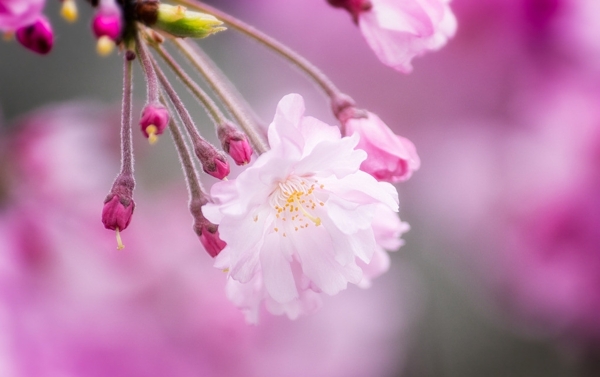 樱花图片