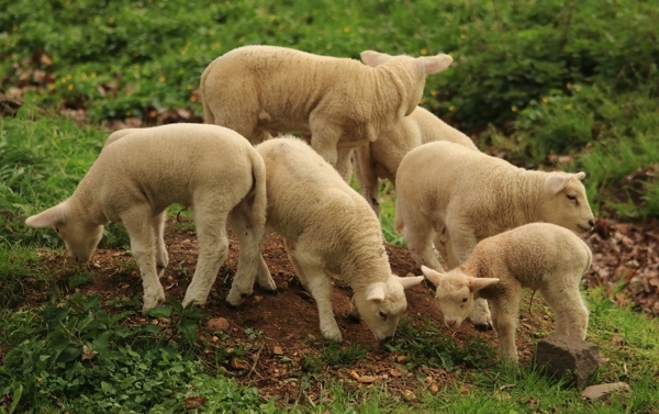 小羊羔吃草