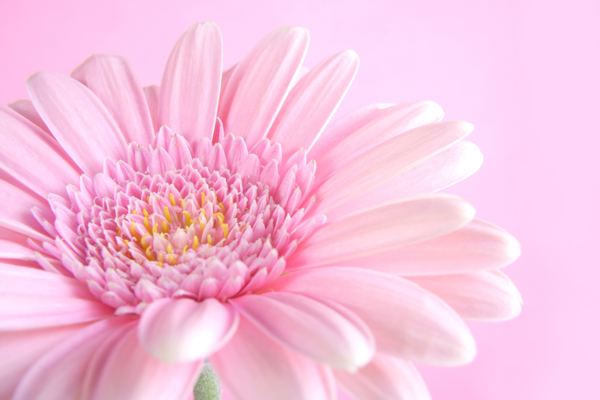 粉红花朵背景边框图片