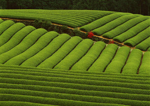 茶园图片