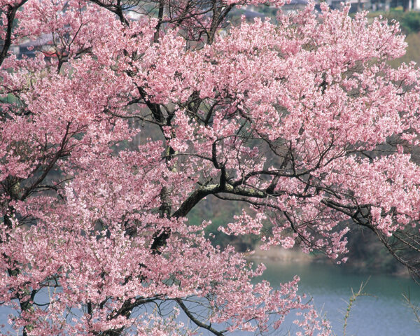 春暖花开花朵花瓣花草花卉