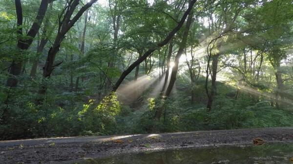 实拍深林里洒向小路的晨光视频素材