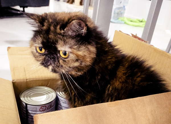躲在盒子里的加菲猫