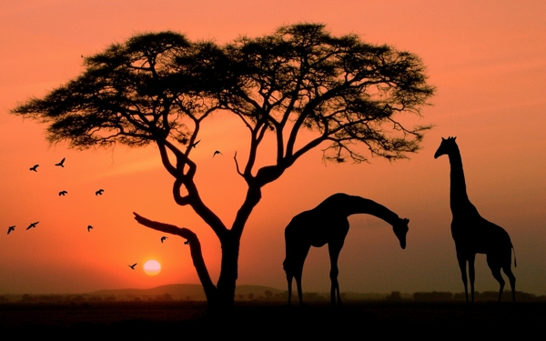 非洲AFRICA风景