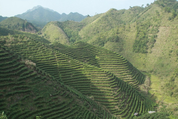 茶山