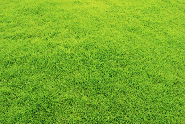 绿色草地草坪背景高清图片