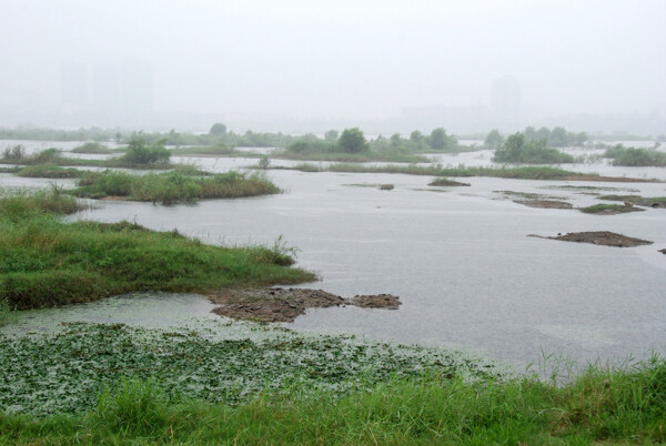 沂河湿地图片