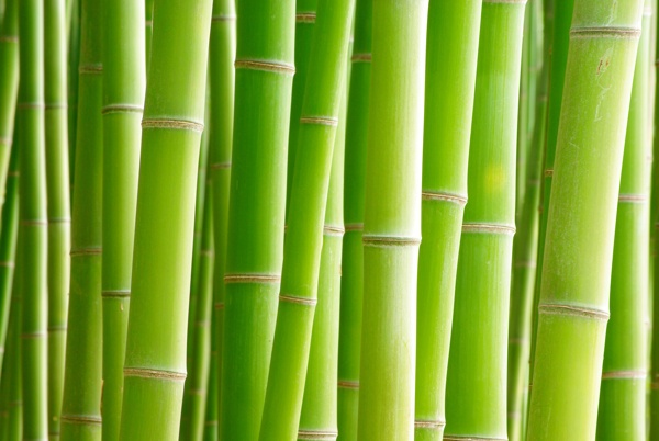 绿竹背景