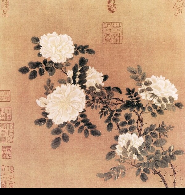 白蔷薇图图片