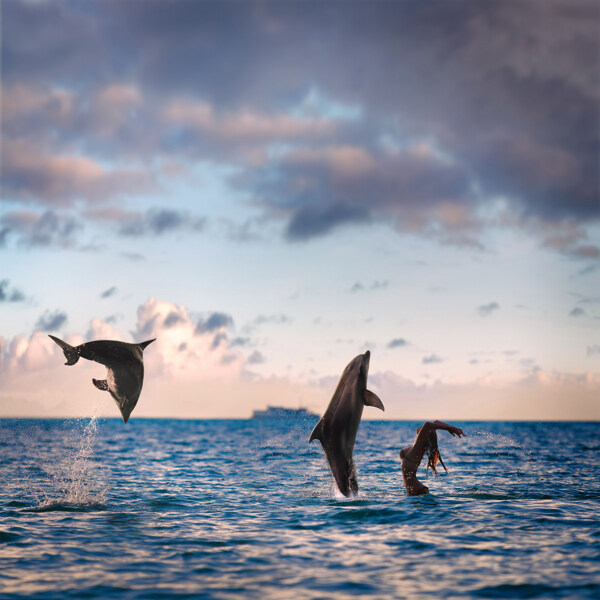 海面跳跃的海豚高清图片