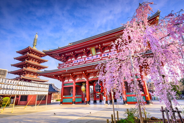 美丽的日本樱花风景图片