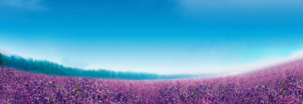 浪漫紫色薰衣草背景