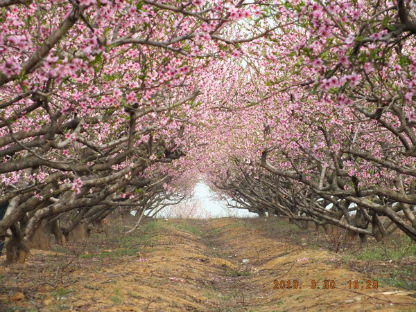 桃花路图片