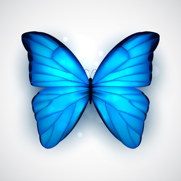 美丽蓝色蝴蝶矢量素材