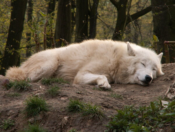 睡觉的狼图片