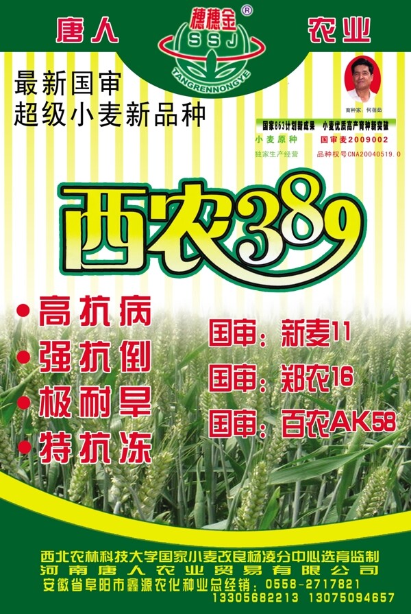 小麦宣传单页农作物宣传彩页素材绿色图片